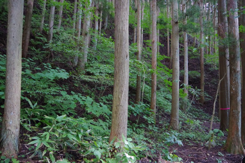 主伐面積は１万835‌ha 機械器具取扱高11億円　４年度森林 組合一斉調査